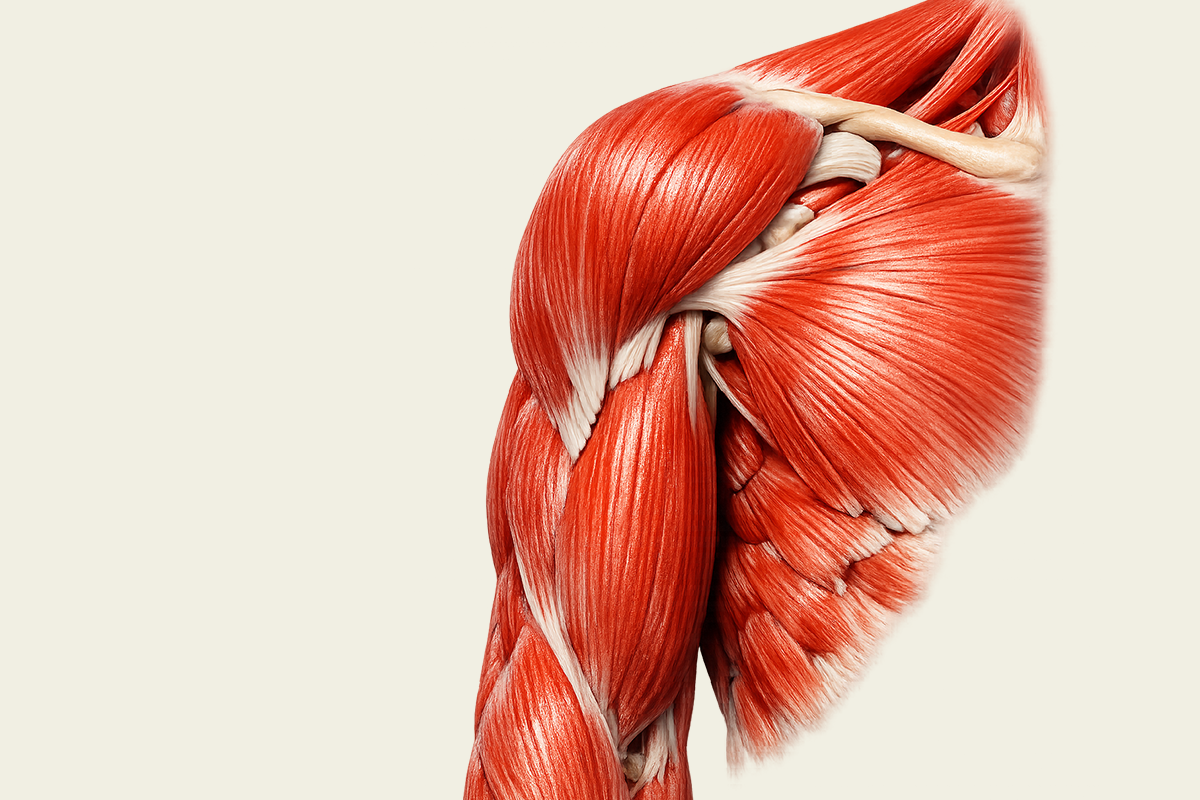 Clinical sEMG in Shoulders